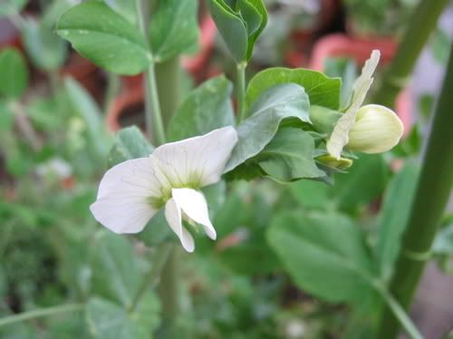 白いエンドウの花と黄色がかったつぼみ