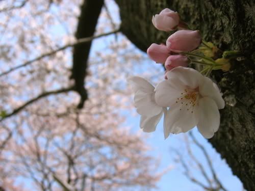 幹から出た桜の花