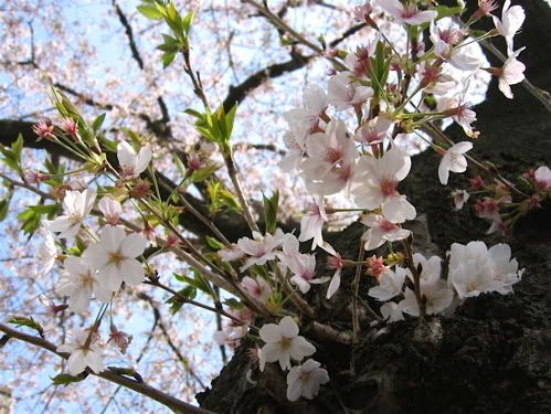 新枝と葉桜