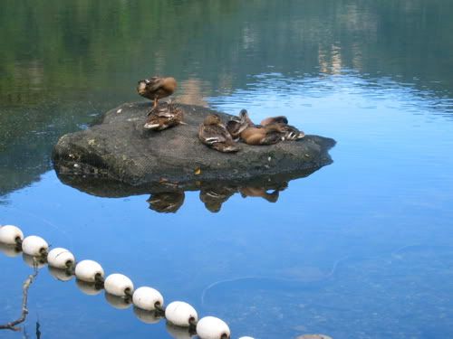 湯ノ湖の岩でうずくまるカモたち