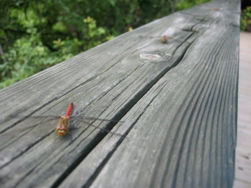3匹の赤とんぼが等間隔に整列