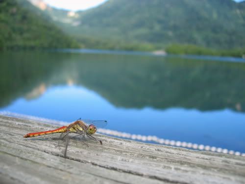 欄干から湯ノ湖を見る赤とんぼ