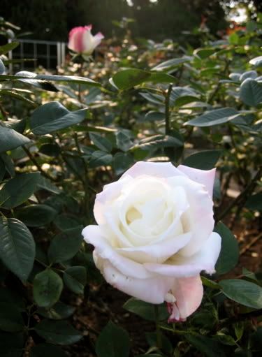 白味を帯びた夕霧の花