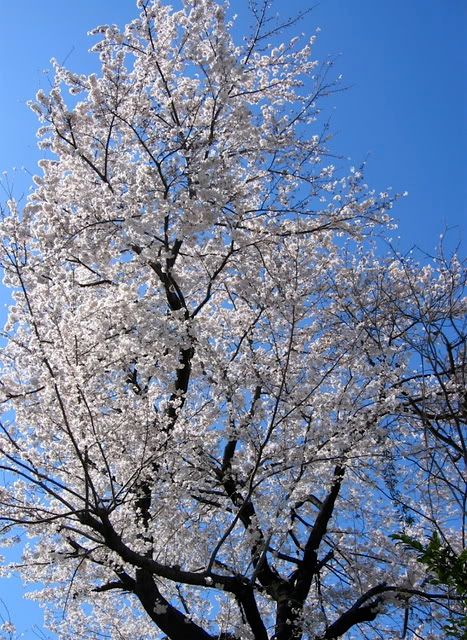 上へ上へと枝を伸ばす桜