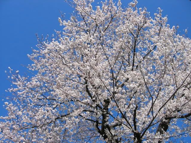 真っ青な空に満開の白いソメイヨシノ