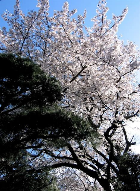 庭の松や高い桜の木