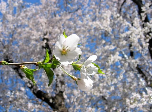 葉が出たばかりの桜の花アップ