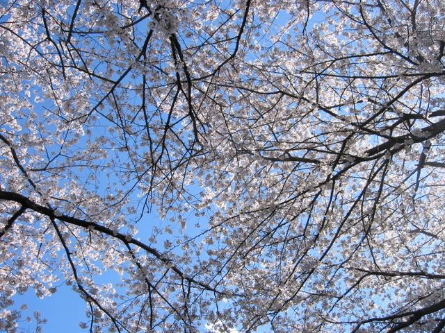 上空を覆う満開の桜