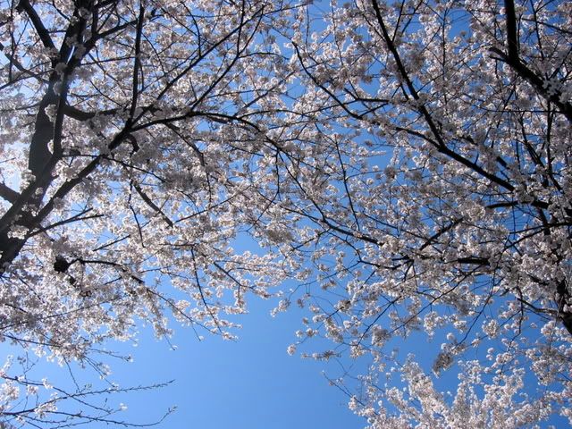 桜と桜の間に青空が覗く