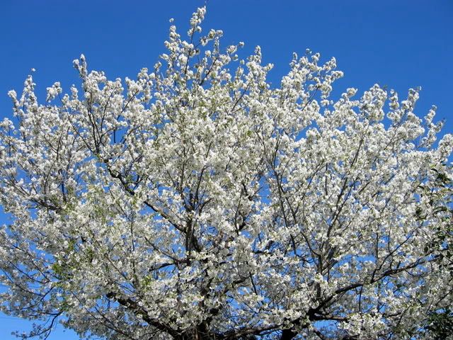 大島桜の大木