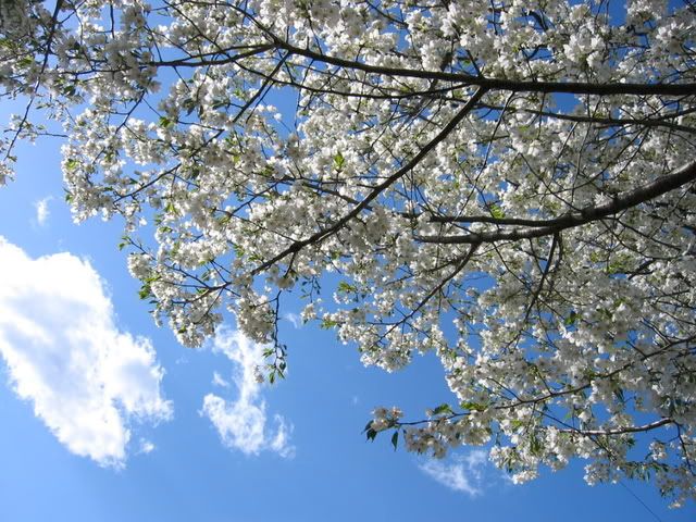 枝にびっしりと白い花と若葉