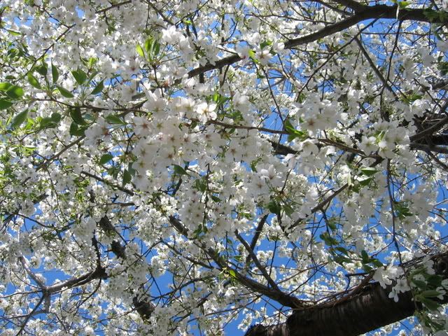 空を覆うように咲く大島桜