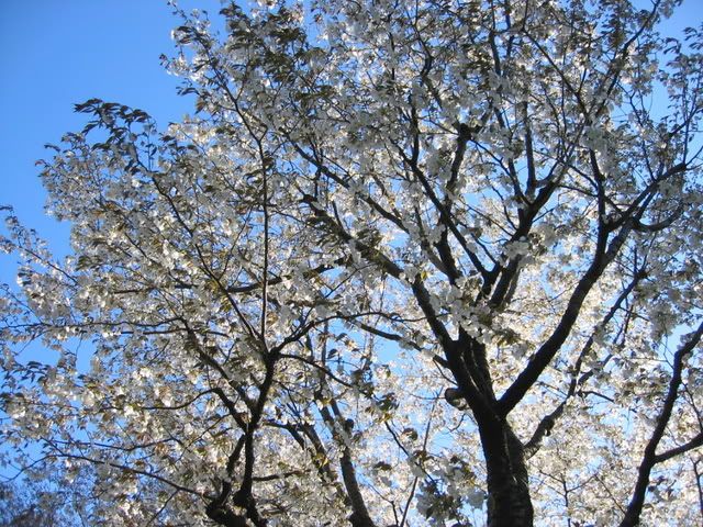 光を背にした大島桜のシルエット