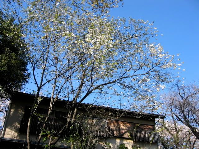 民家の前で咲く白い桜の若木