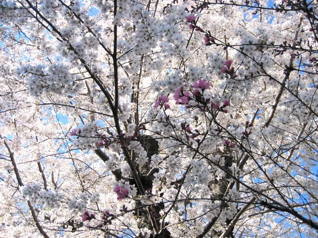 ソメイヨシノの手前に濃いピンクの桜が数輪