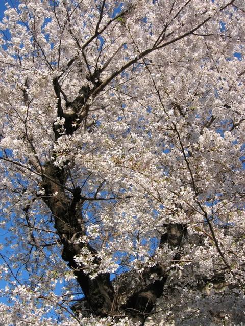 薄桃色に輝くソメイヨシノ