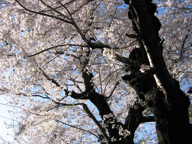 桜のごつごつした黒い幹