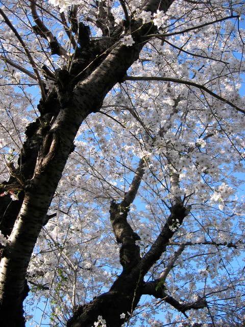 奥にもう一本の桜の木