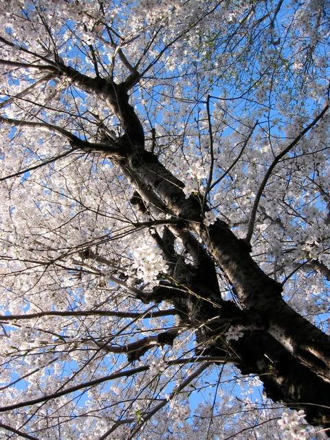 絡むように伸びる2本の幹