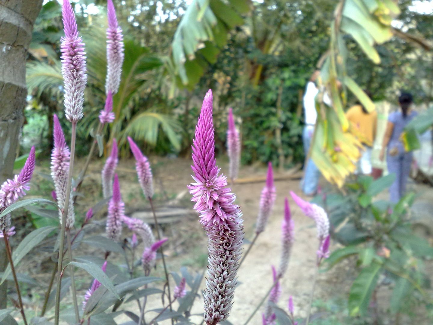 topic về những hình ảnh chụp bằng điện thoại di động - 1