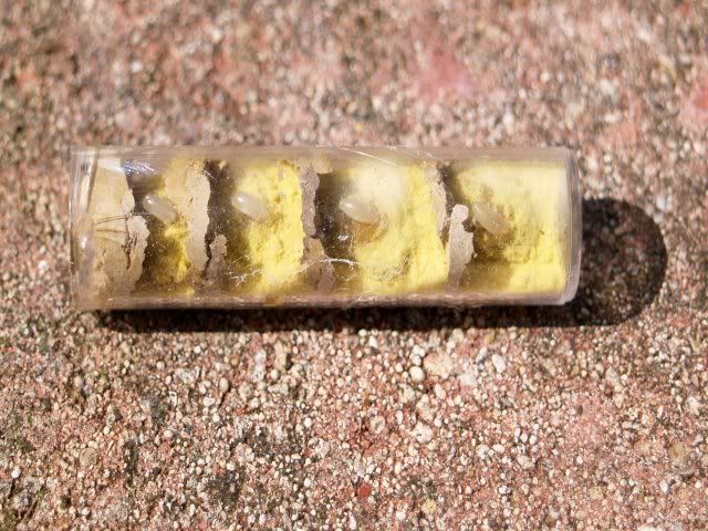 Solitary insect nest chamber ( Solitary insect nest chamber (