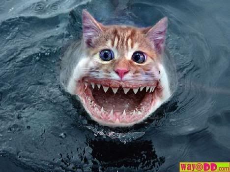 funny-pictures-shark-cat-0YB1.jpg
