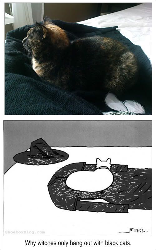 Why witches only hang out with black cats