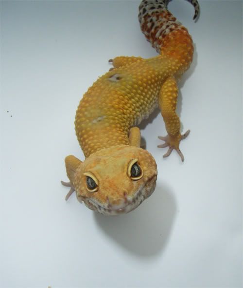 ugly gecko