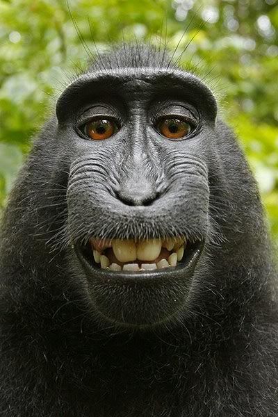 Monkey-takes-photo-002.jpg