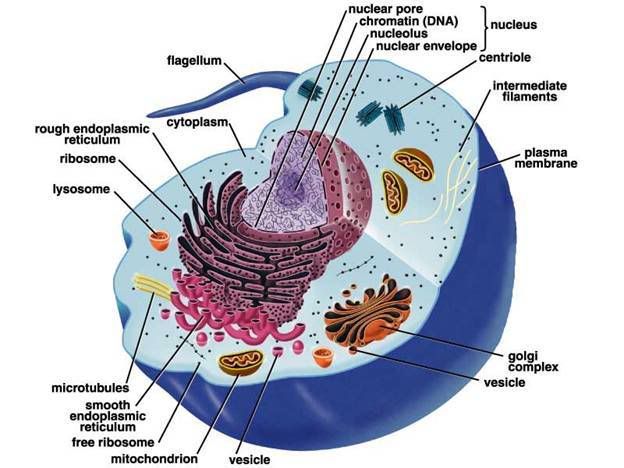 Therefore we move on to animal cell. They are made of the nucleus, 
