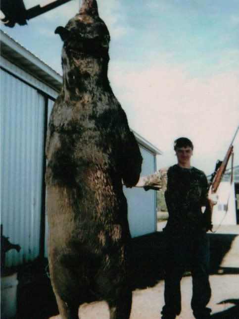 record black bearhuge bearteen kiils bearyoung farmer711 lbs