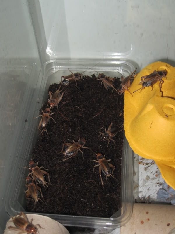 Breeding Brown Crickets on a Small Scale in depth. Illustrated