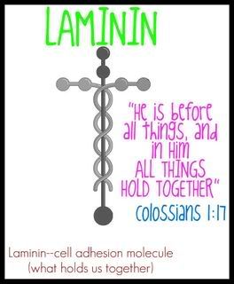 Laminin(: Pictures, Images and Photos