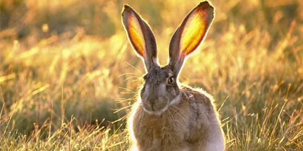 long ear bunny