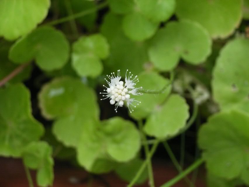 Cardaminelyrataflower.jpg