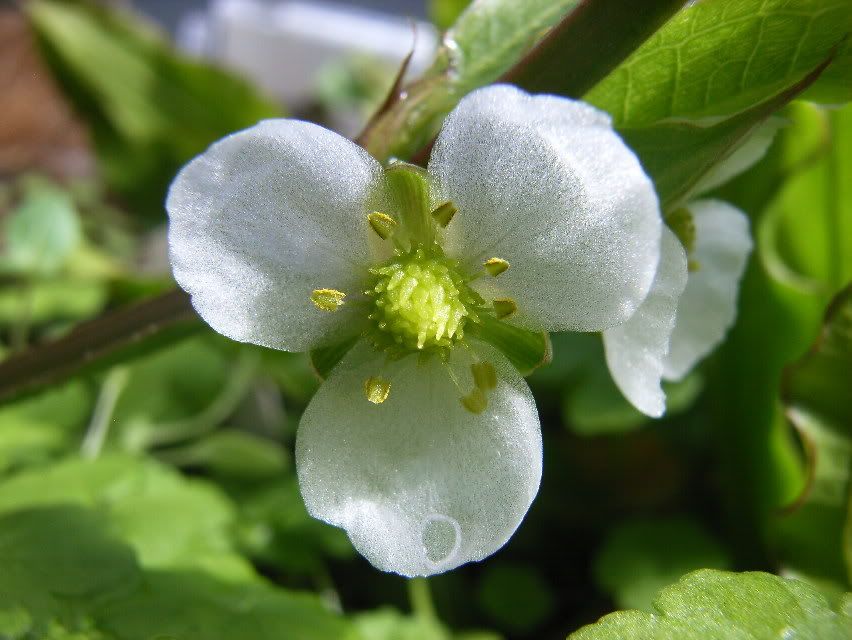 Echinodorusbleheriflower-1.jpg