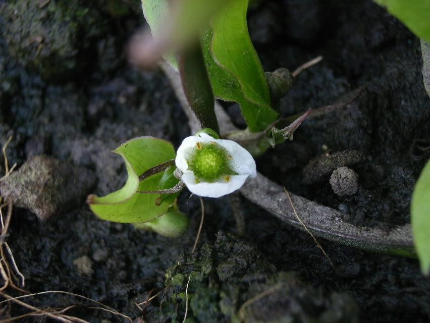 Echinodorusbleheriflower.jpg