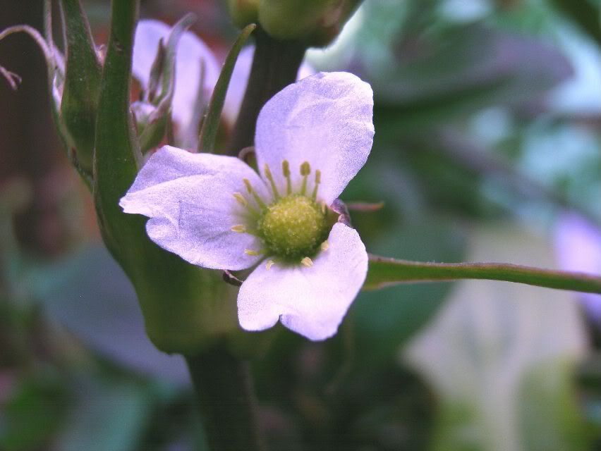 Echinodorusmartiiflower.jpg