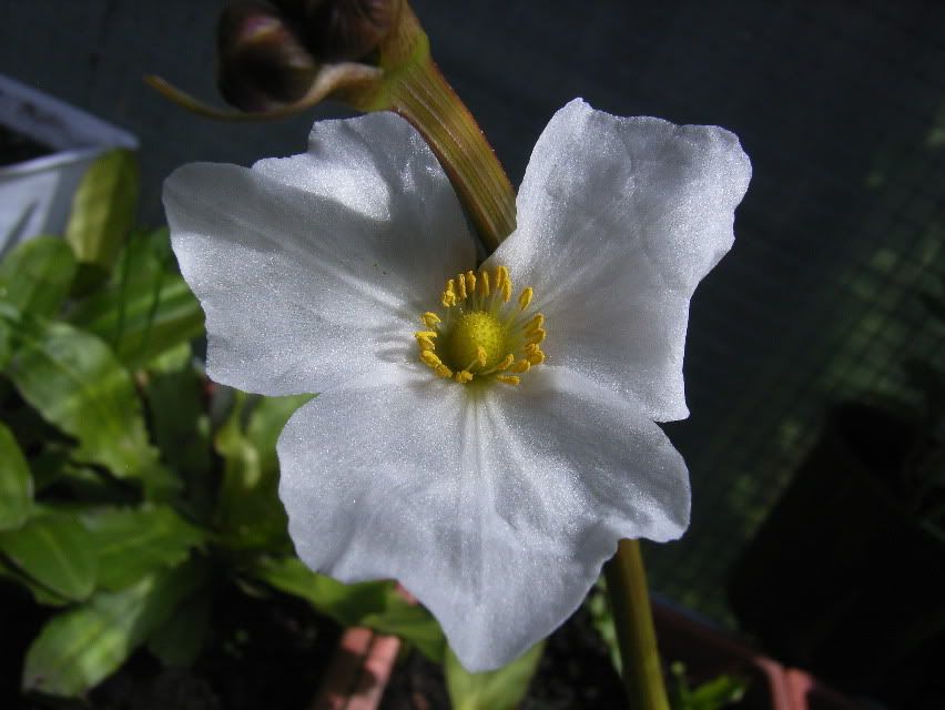 Echinodorusredspecialflower.jpg