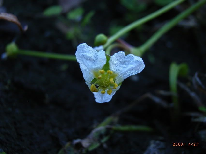 Echinodorustenellusflower.jpg