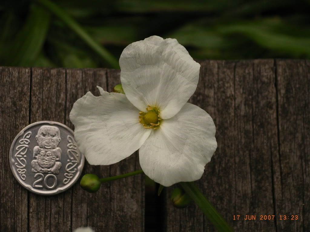 Echinodorusuruguayensisflower.jpg