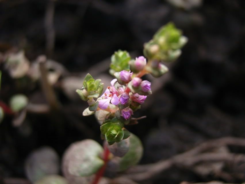 Rotalarotundifoliaflowerstem.jpg