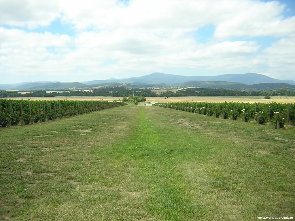 YarraValleyVineyards2-1024x768.jpg