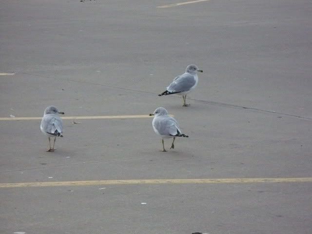 P1010947