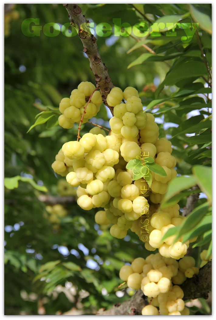 Gooseberry photo gooseberries2_zpsywcxsplm.png