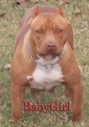 red" nosed pit red" nosed pit