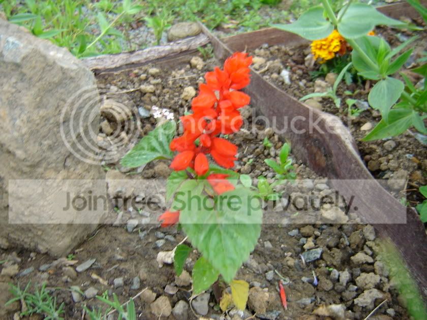 Photo Sharing and Video Hosting at Photobucket