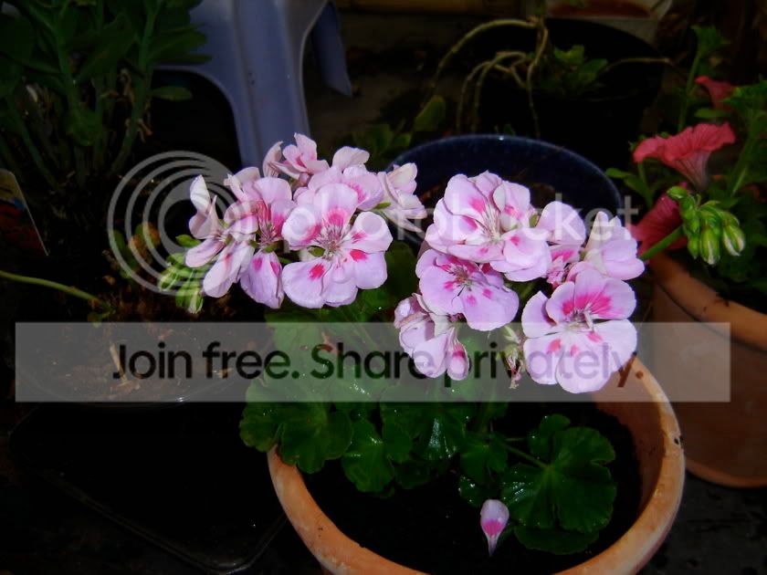 Photo Sharing and Video Hosting at Photobucket