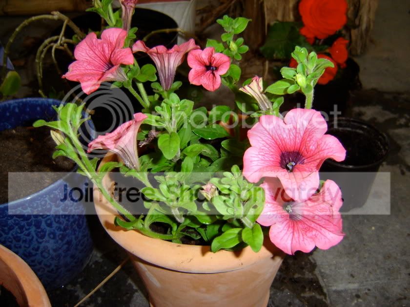 Photo Sharing and Video Hosting at Photobucket