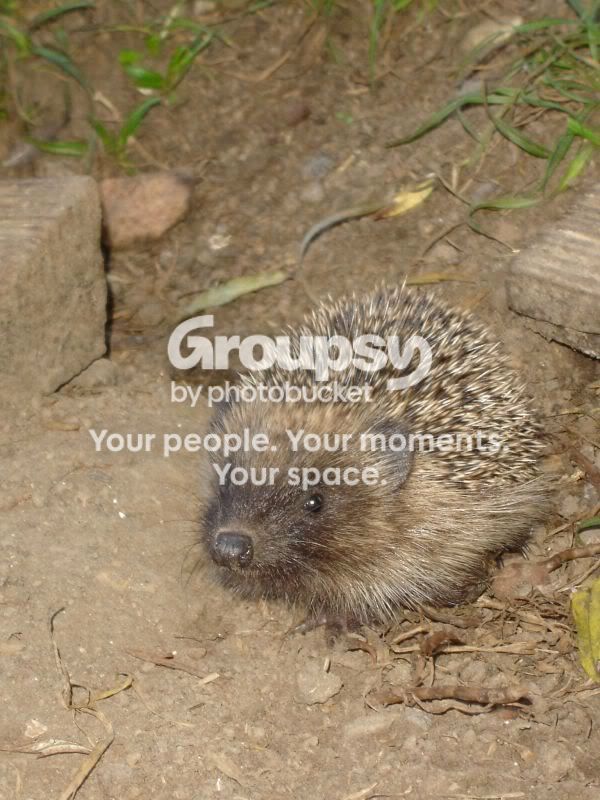 Photobucket